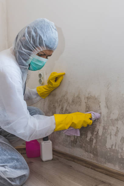 Best Mold-Related Health Consultation  in Joliet, IL