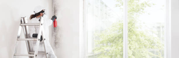 Best Basement Mold Removal  in Joliet, IL
